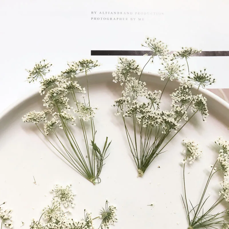 Craft Embellishments - 5-7 cm/12 stks, Sneeuw Kleine Bloemen