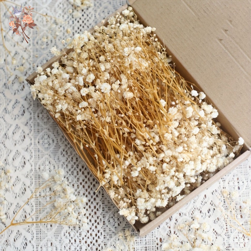 100 stuks Mini Gedroogde Baby' - Craft Embellishments recensie en prijs